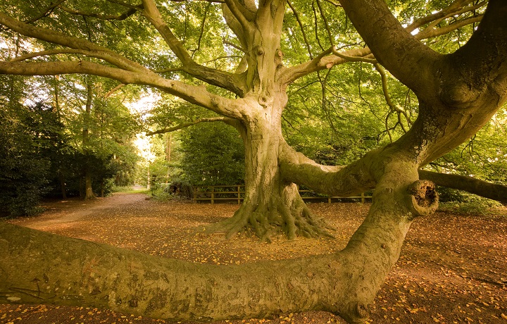 Brandon Country Park Beech Tree