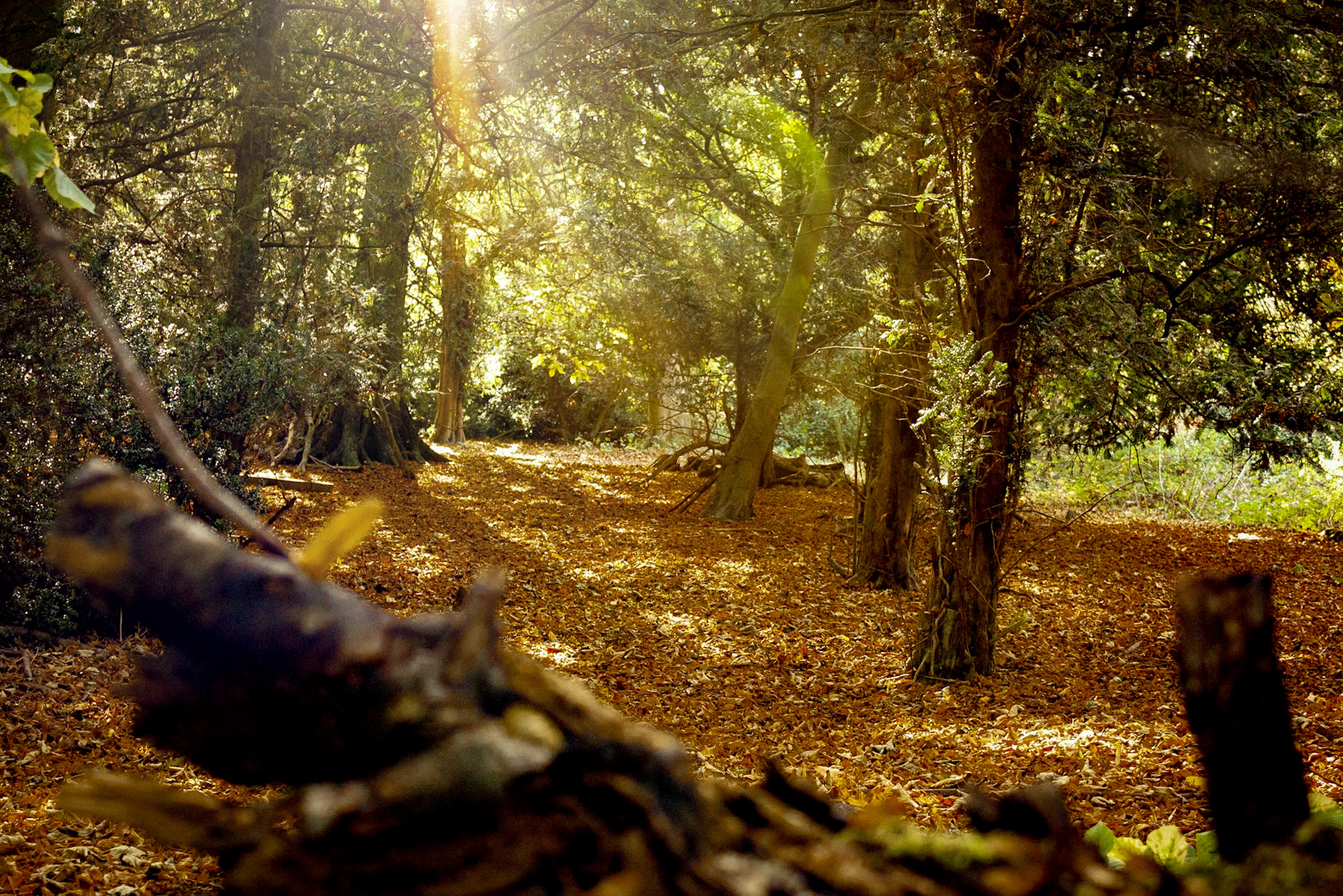 Nowton Park trees